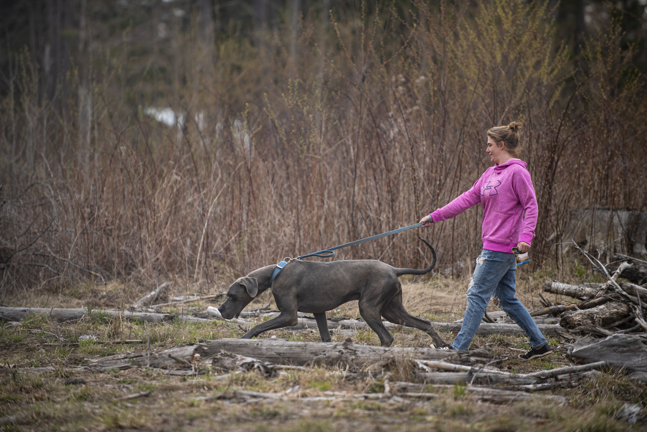 Crew to prepare skittish Great Dane for new home